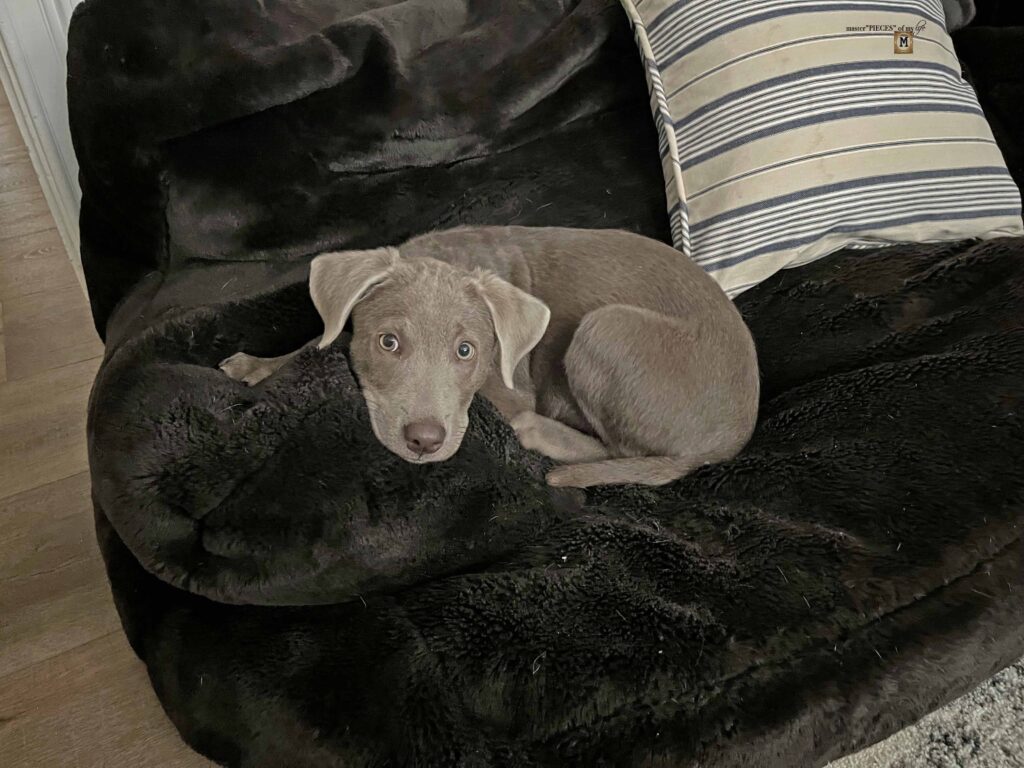 silver Labrador Retriever