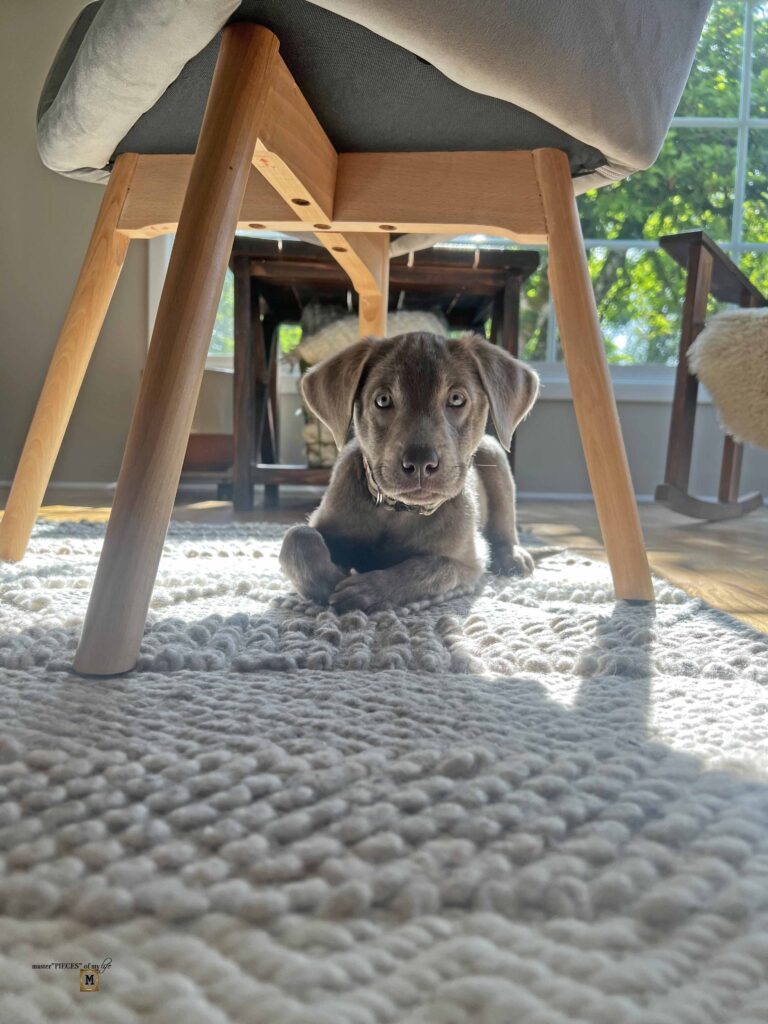 silver Labrador Retriever