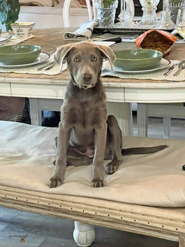silver Labrador Retriever