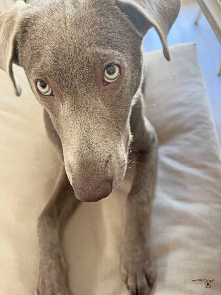 silver Labrador Retriever