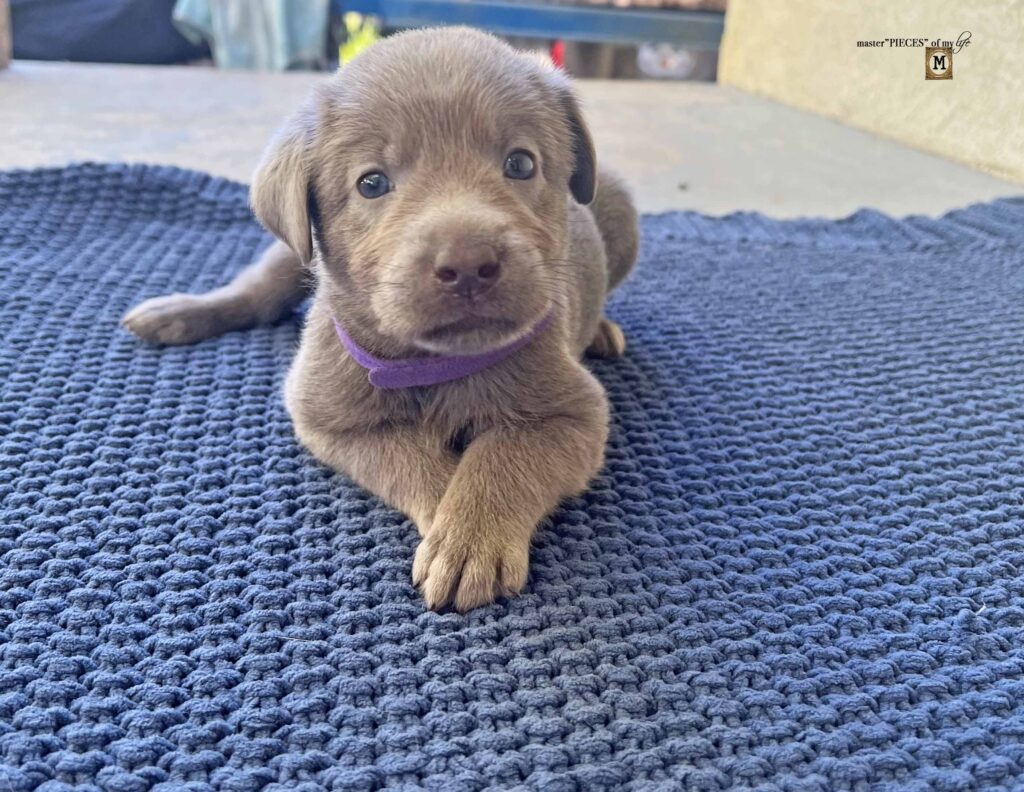 silver Labrador Retriever