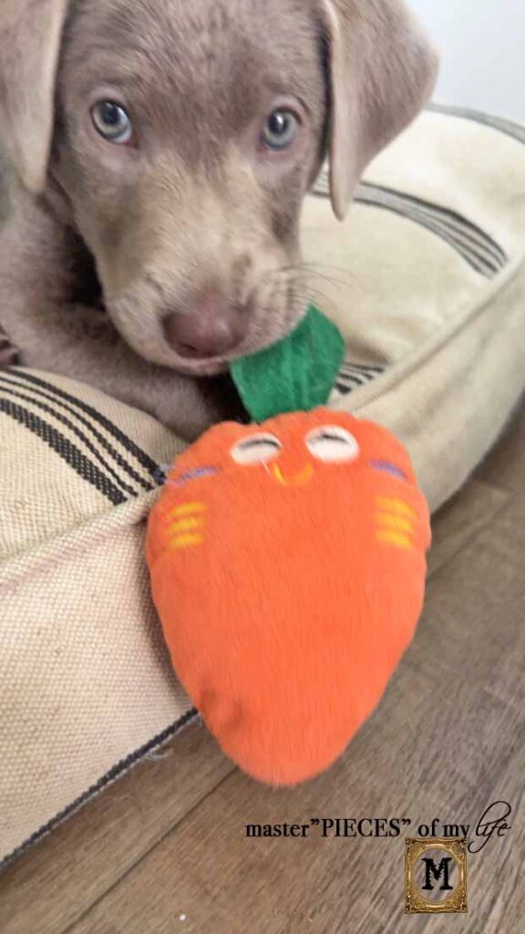 silver Labrador Retriever