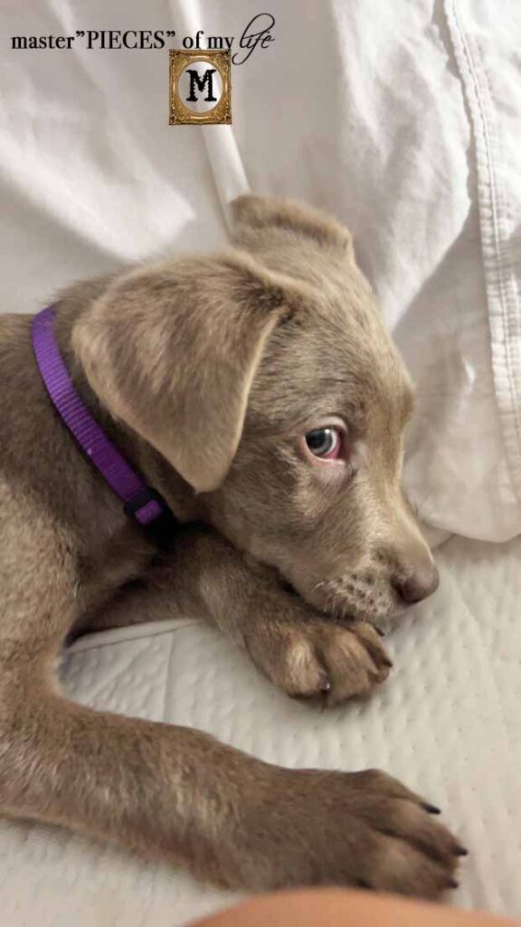 silver Labrador Retriever