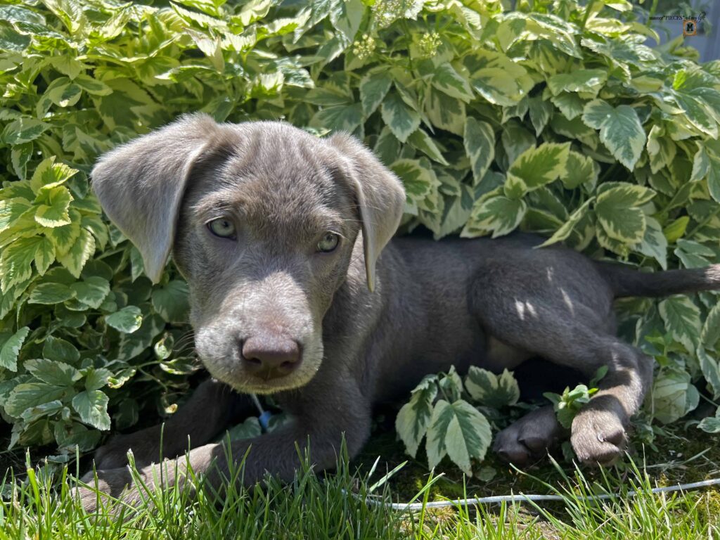 silver Labrador Retriever