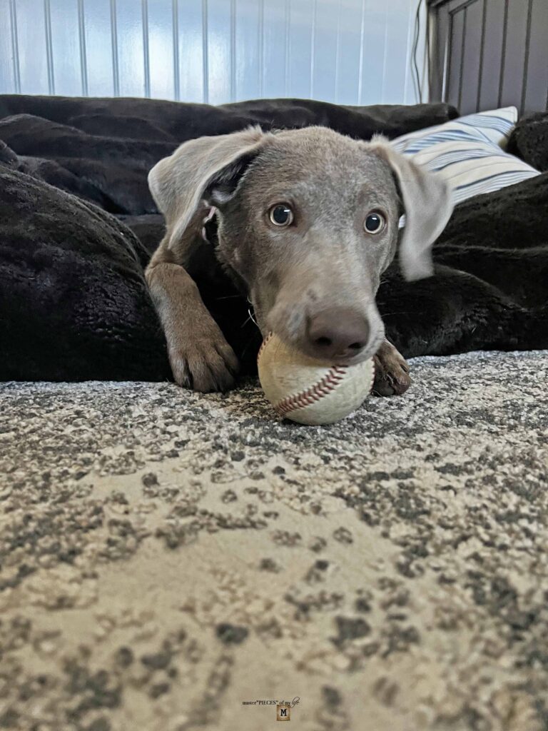 silver Labrador Retriever