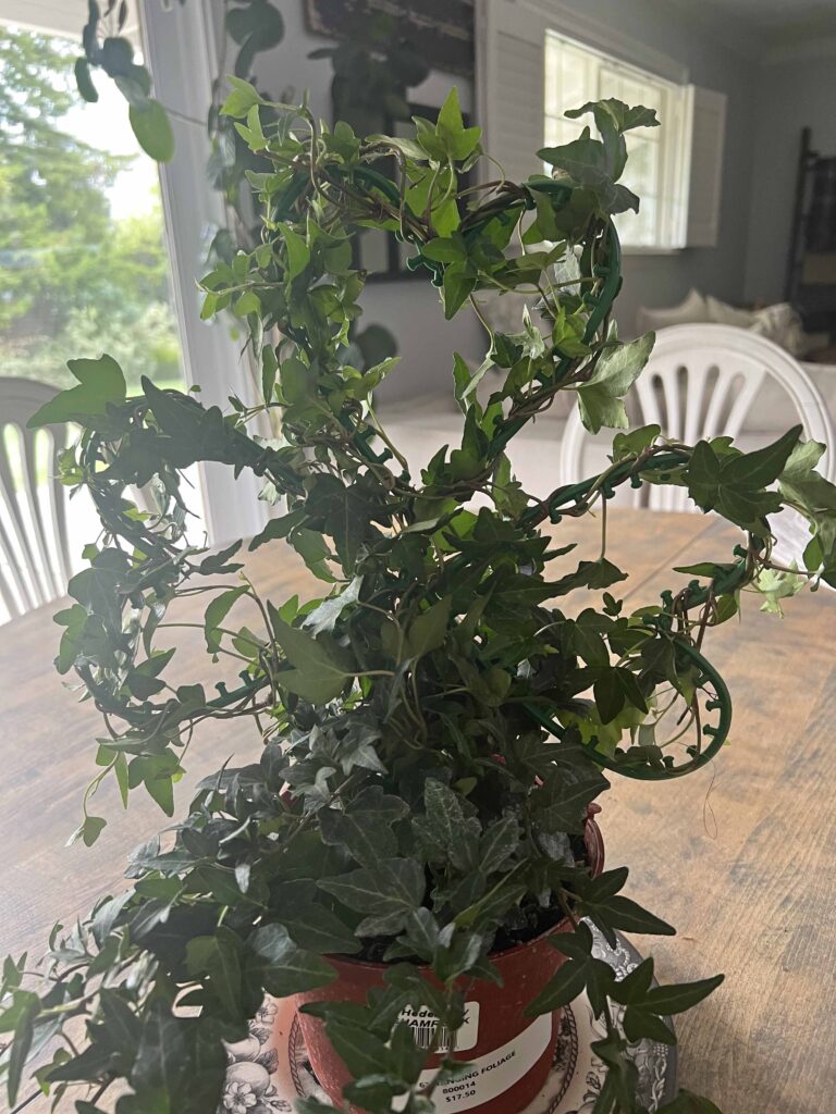 Shamrock topiary DIY