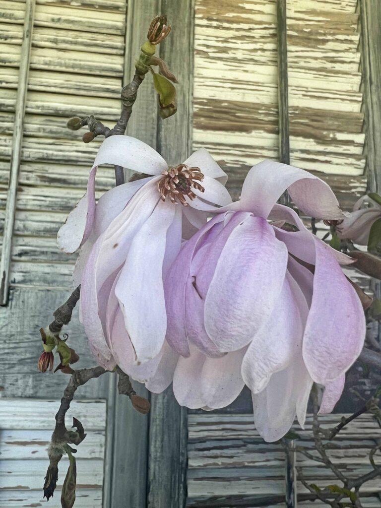 spring has sprung! inspired outdoor decor vignette