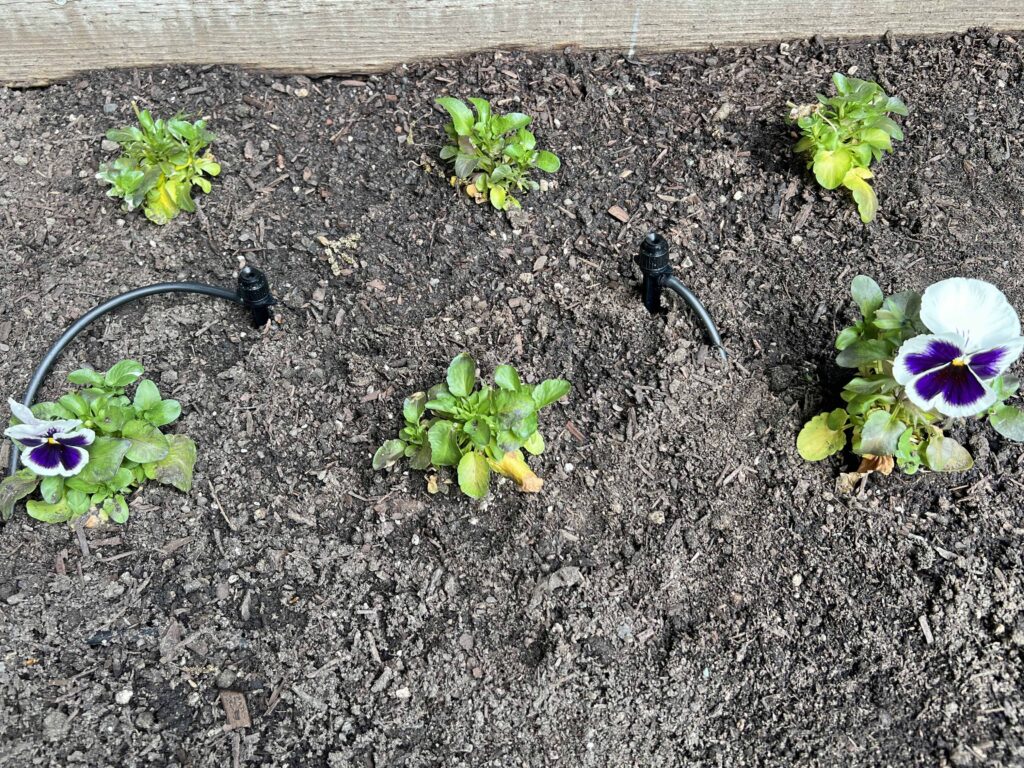 how to prep your home vegetable garden