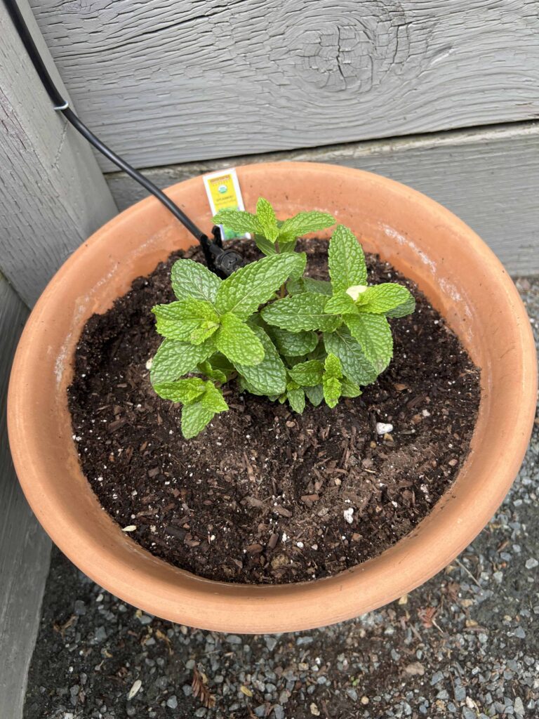 how to prep your home vegetable garden