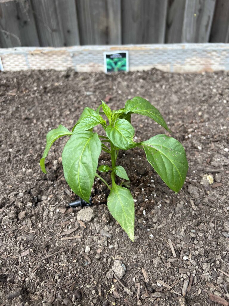 how to prep your home vegetable garden