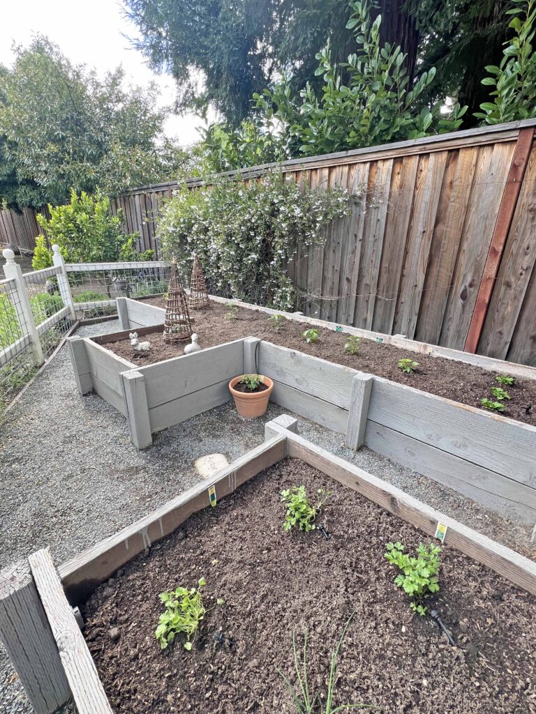 how to prep your home vegetable garden
