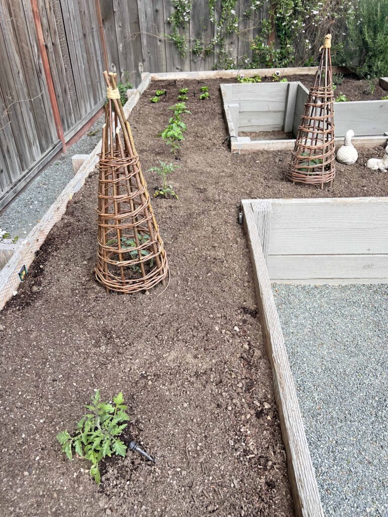how to prep your home vegetable garden