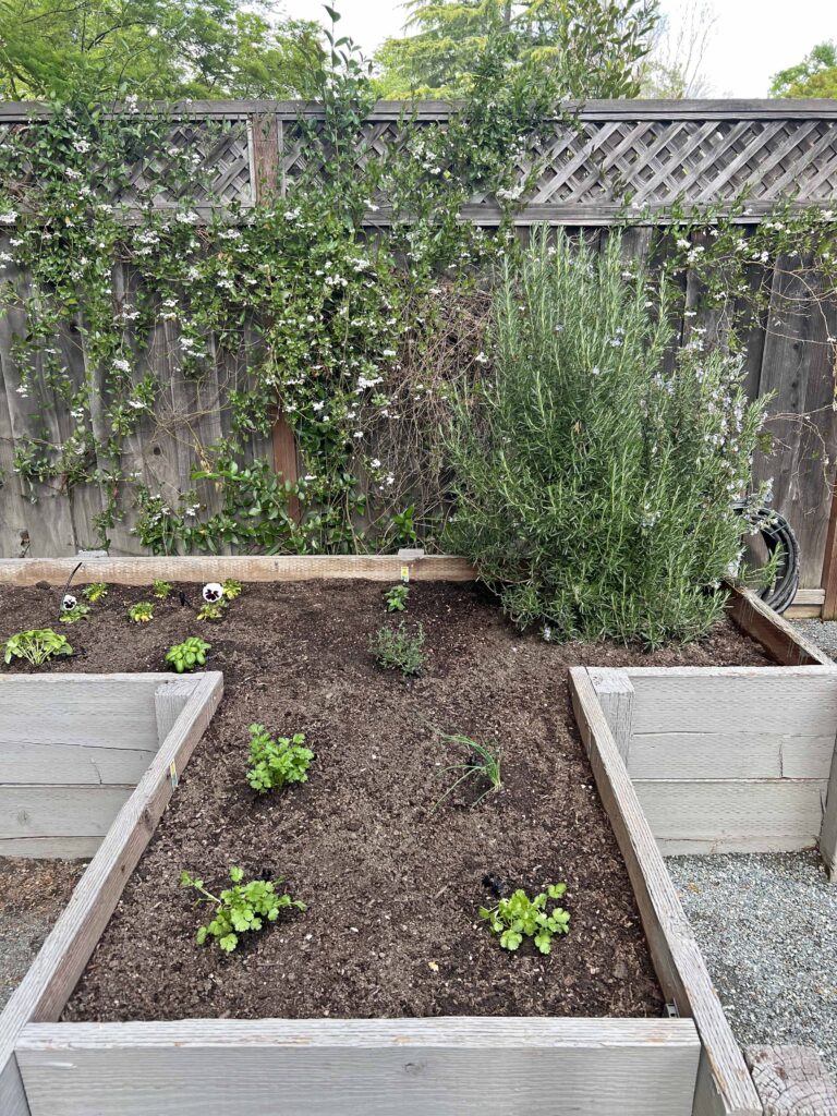 how to prep your home vegetable garden