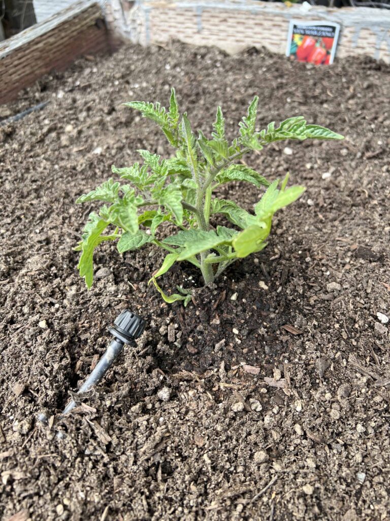 how to prep your home vegetable garden