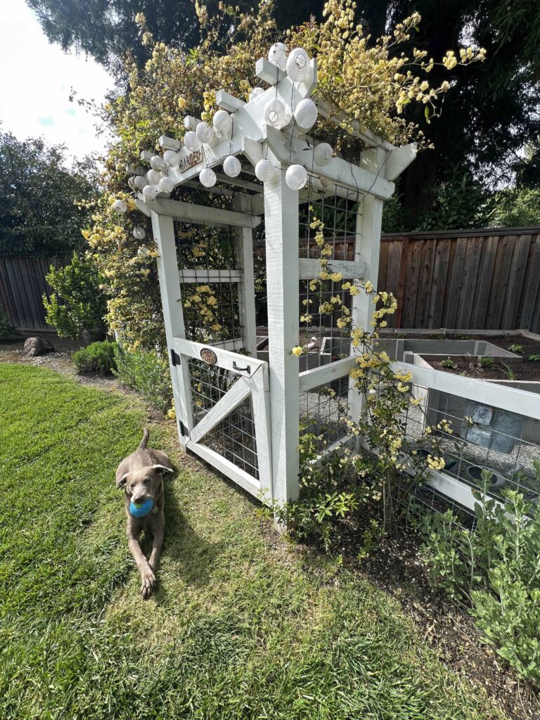 how to prep your home vegetable garden