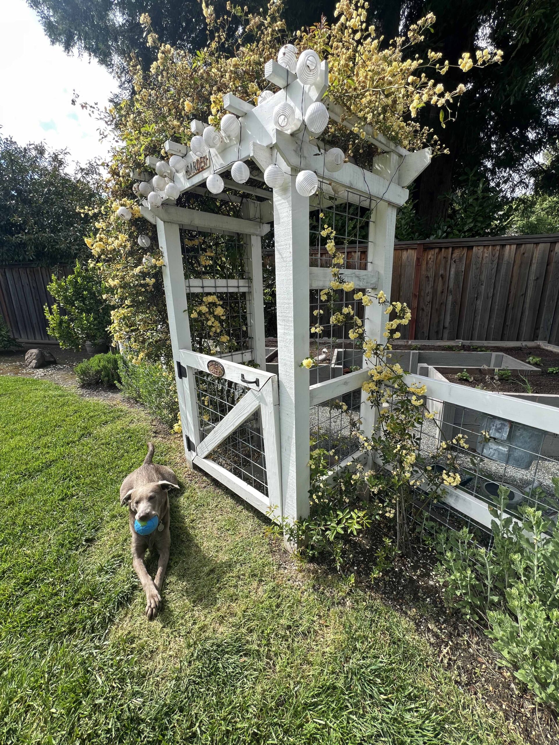 how to prep your home vegetable garden