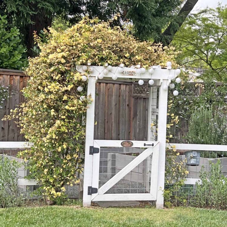 how to prep your home vegetable garden