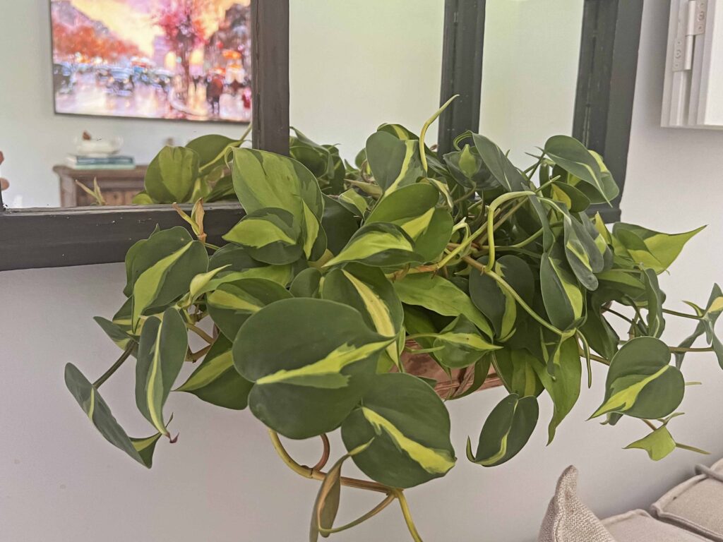 vintage window mirror update