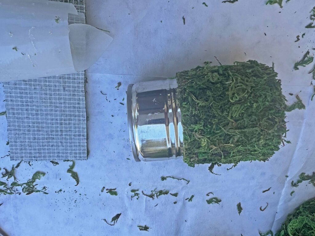 DIY moss containers from tin cans