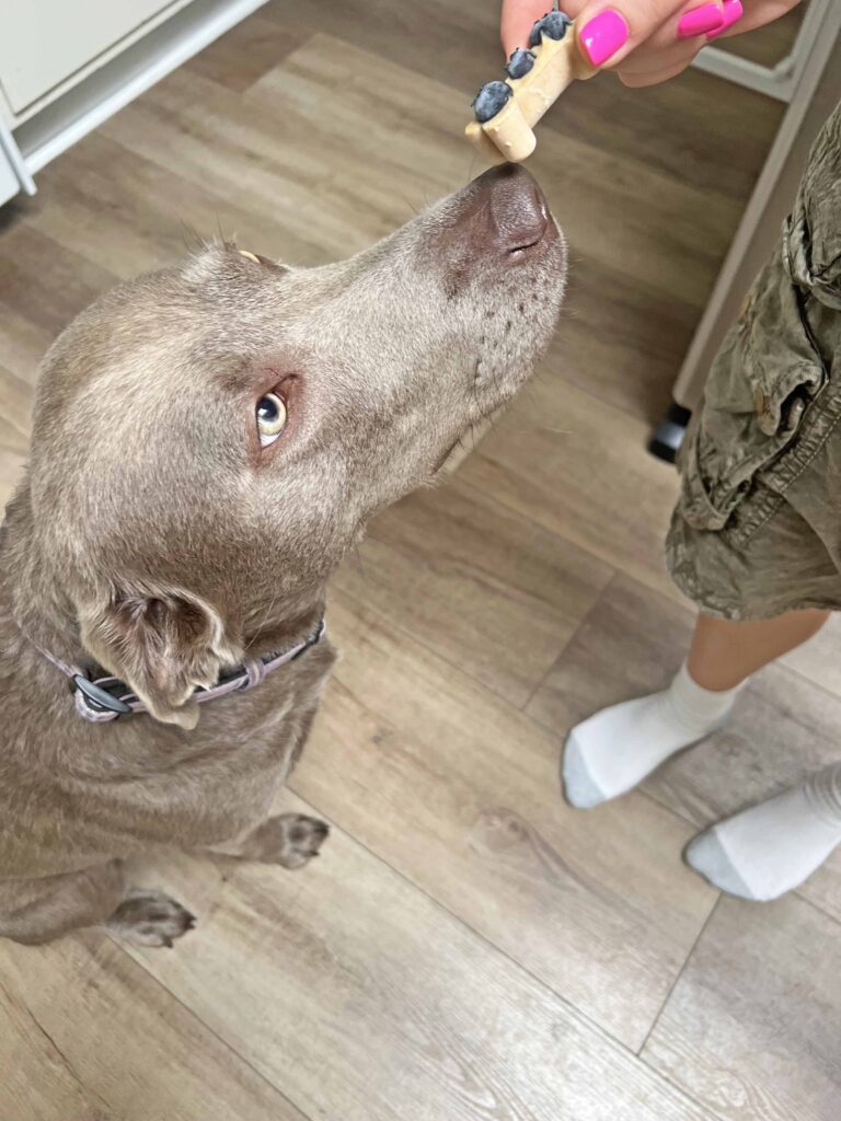 homemade no bake dog treat recipe