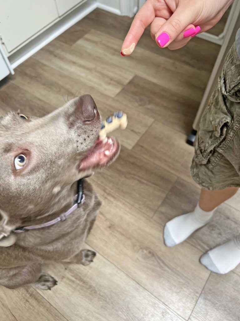 homemade no bake dog treat recipe