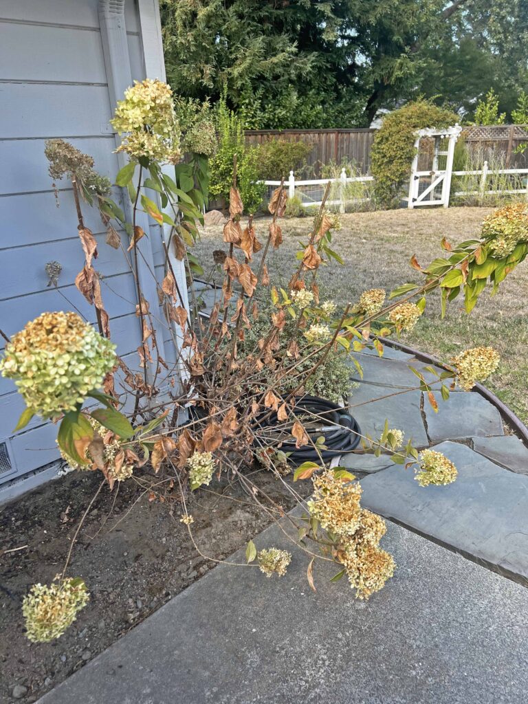 organic hydrangea wreath DIY