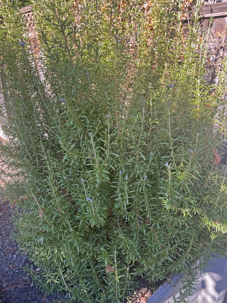 fabulous charcuterie edible wreath