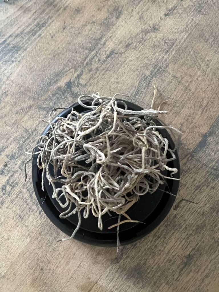 moss bunny mini cloche DIY