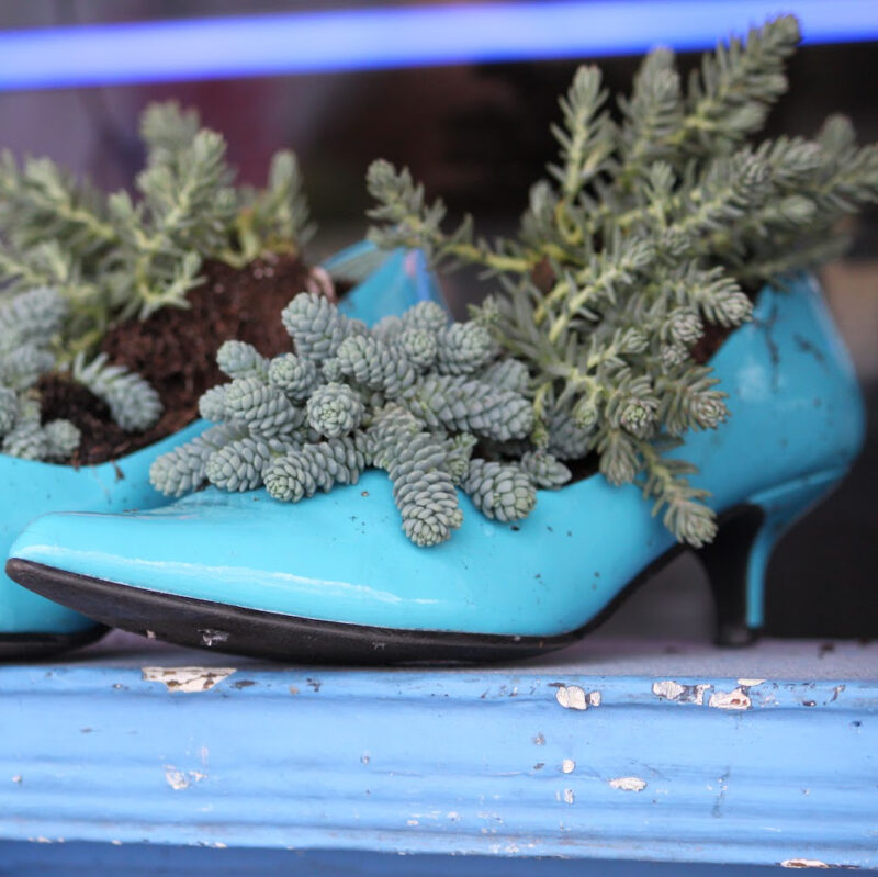 succulent plants in blue shoes