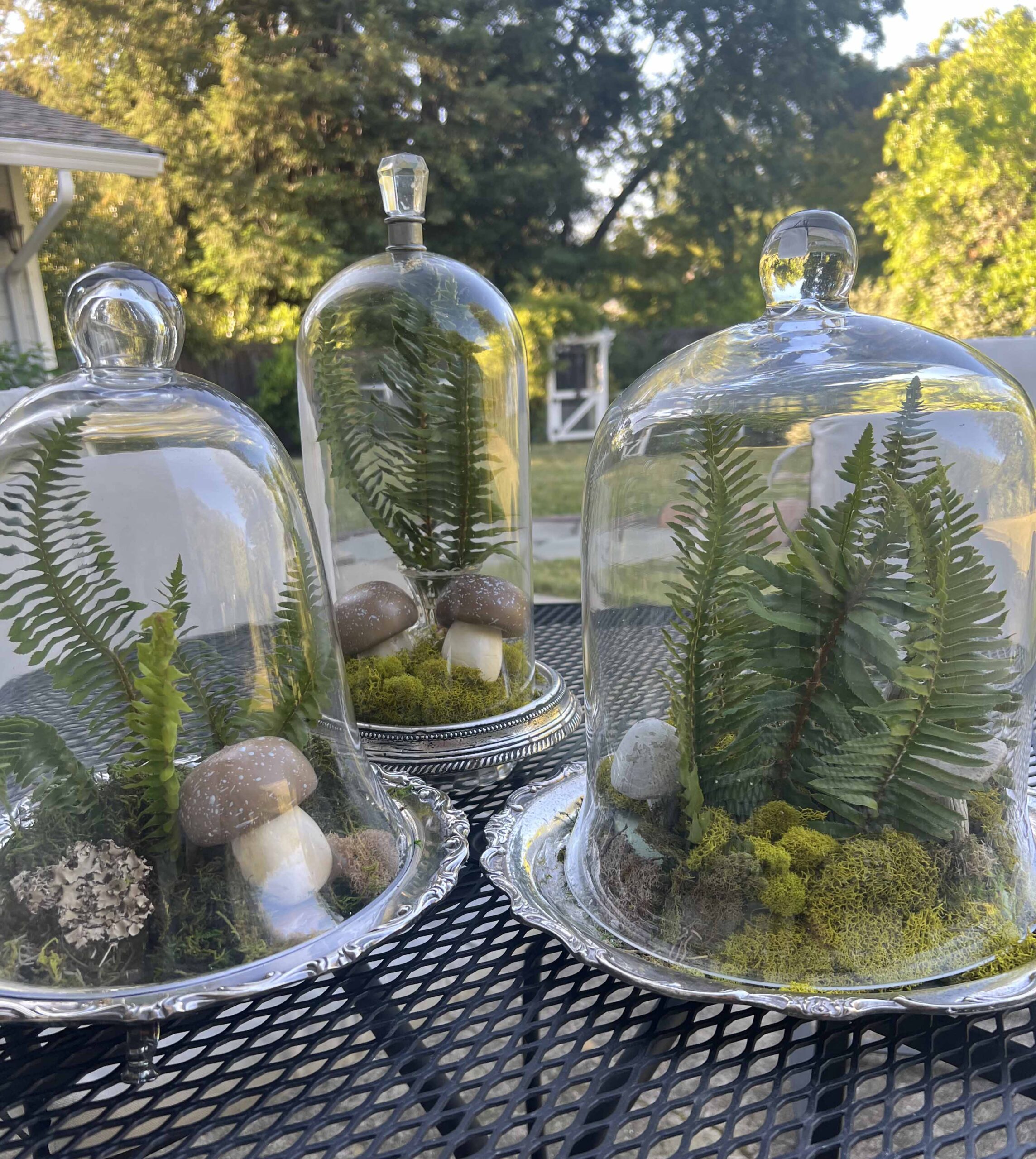how to create a glass cloche display with fresh fern fronds