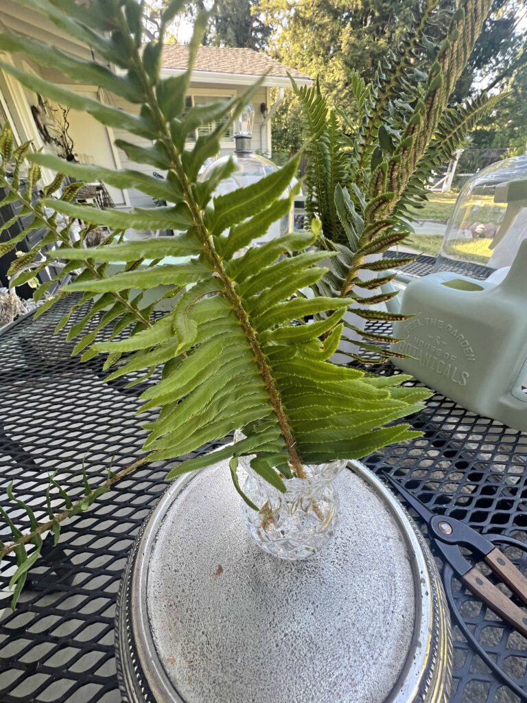 how to create a glass cloche display with fresh fern fronds