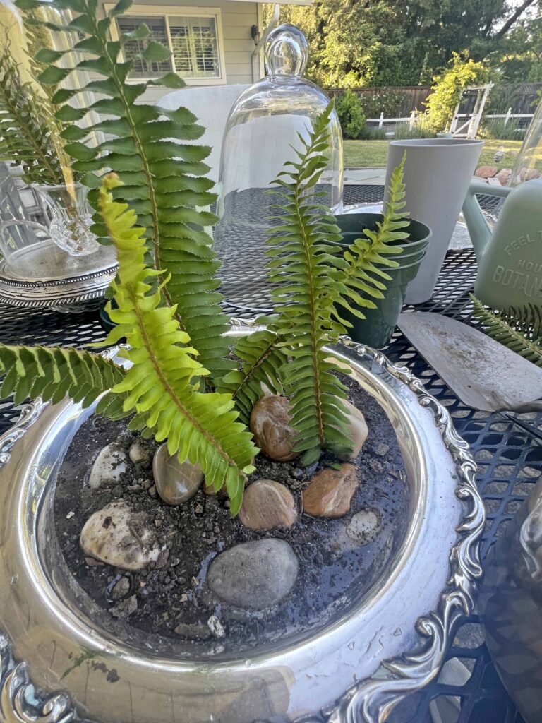 how to create a glass cloche display with fresh fern fronds