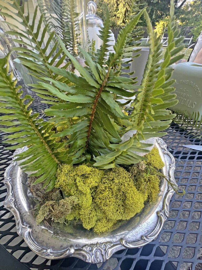 how to create a glass cloche display with fresh fern fronds