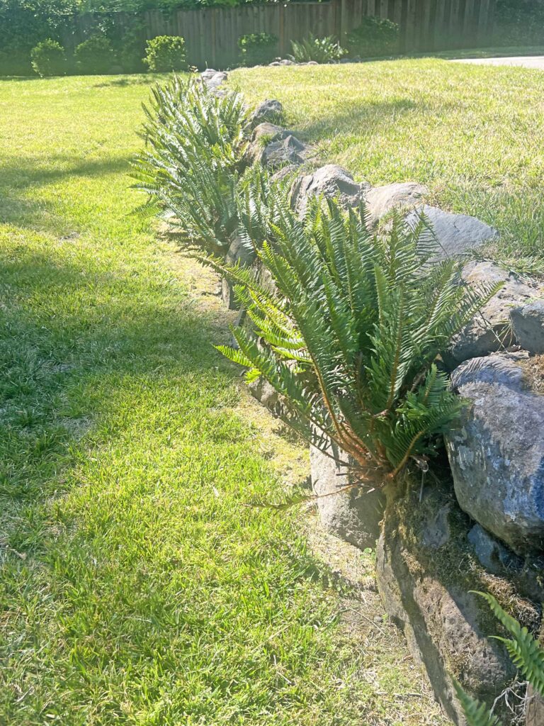 how to create a glass cloche display with fresh fern fronds