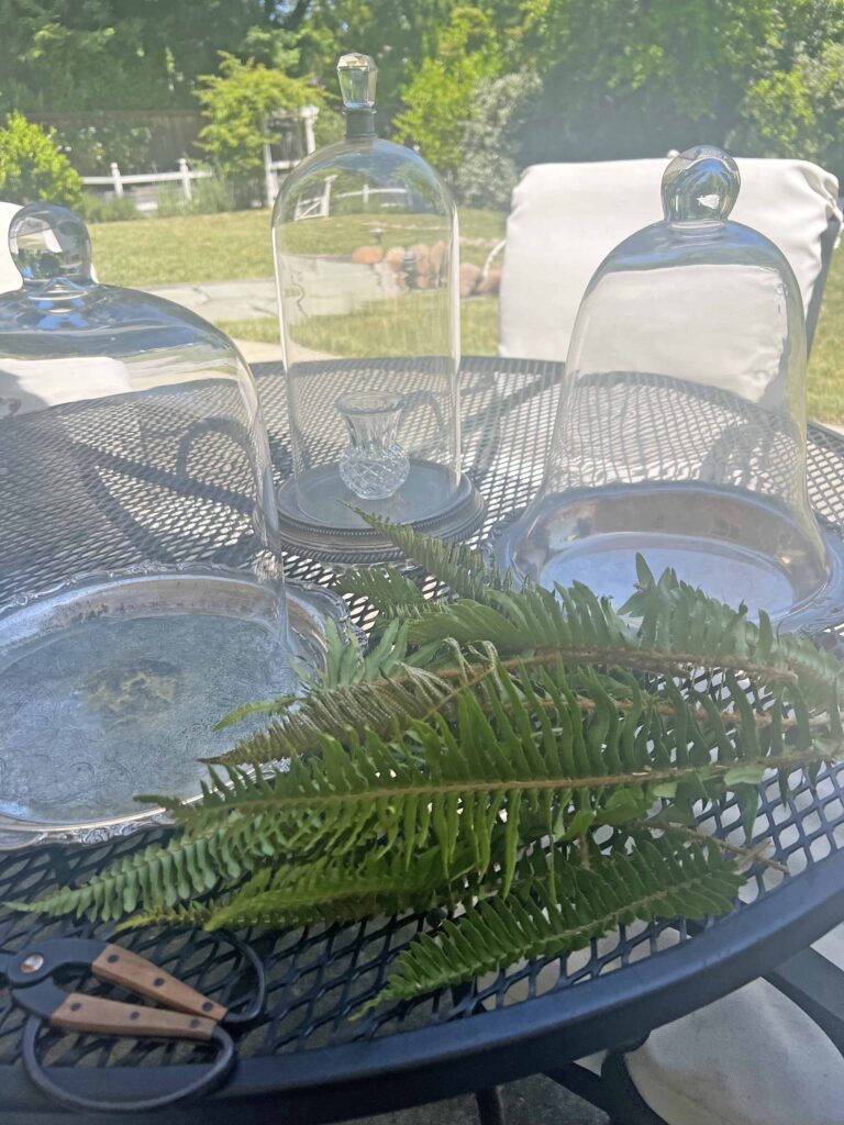 how to create a glass cloche display with fresh fern fronds
