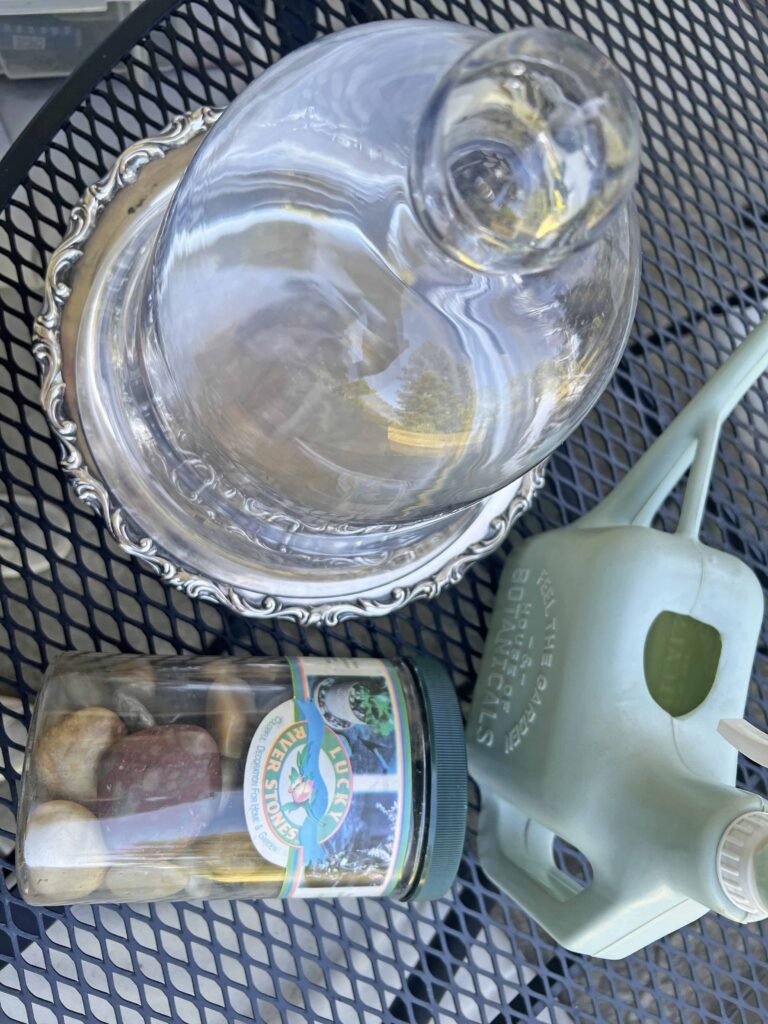 how to create a glass cloche display with fresh fern fronds