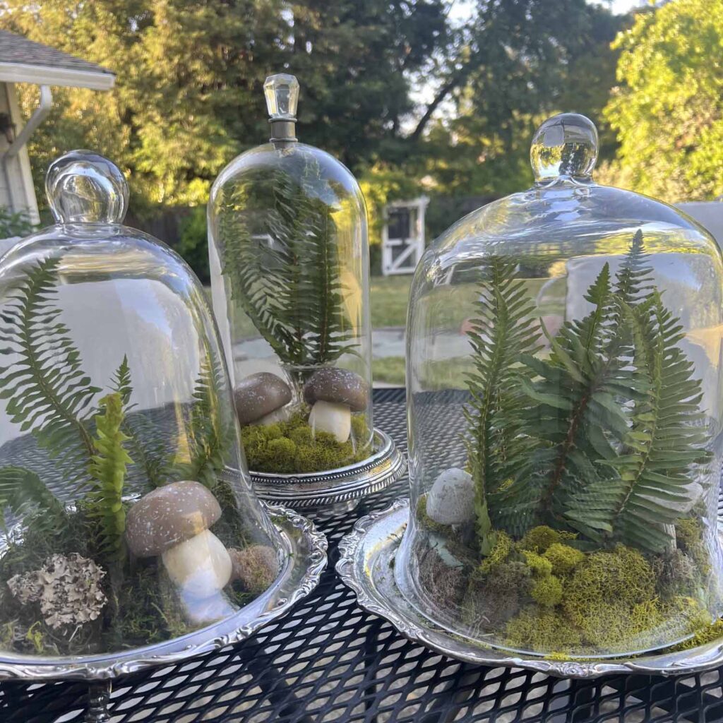 how to create a glass cloche display with fresh fern fronds