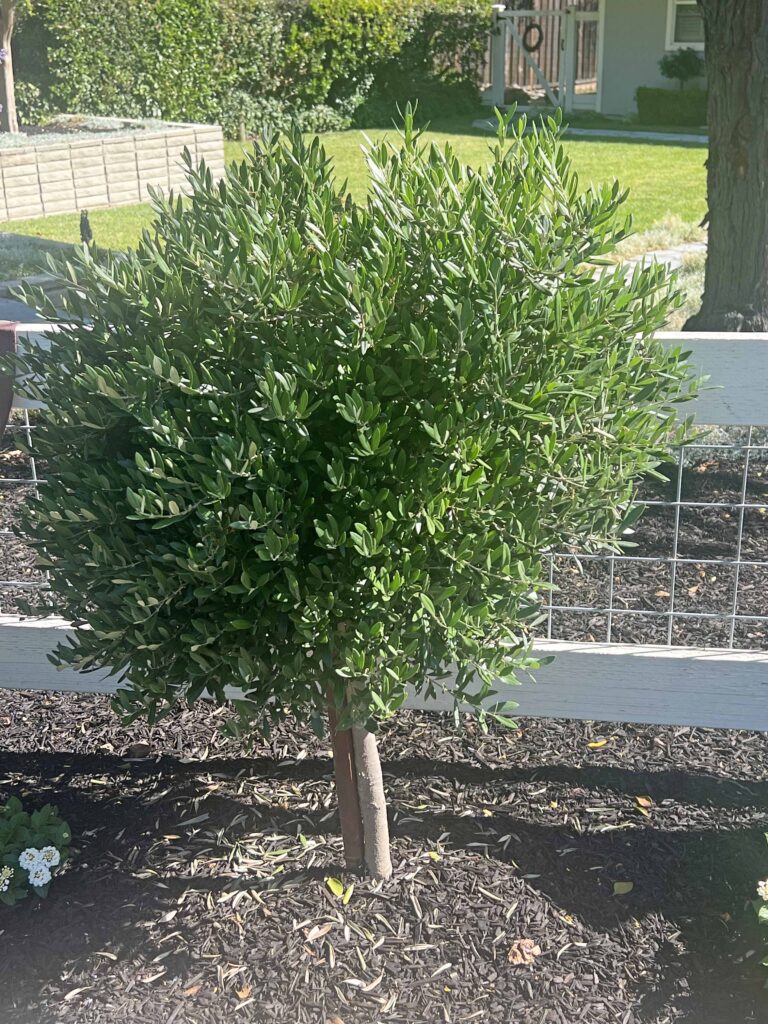 how to prune an olive tree topiary