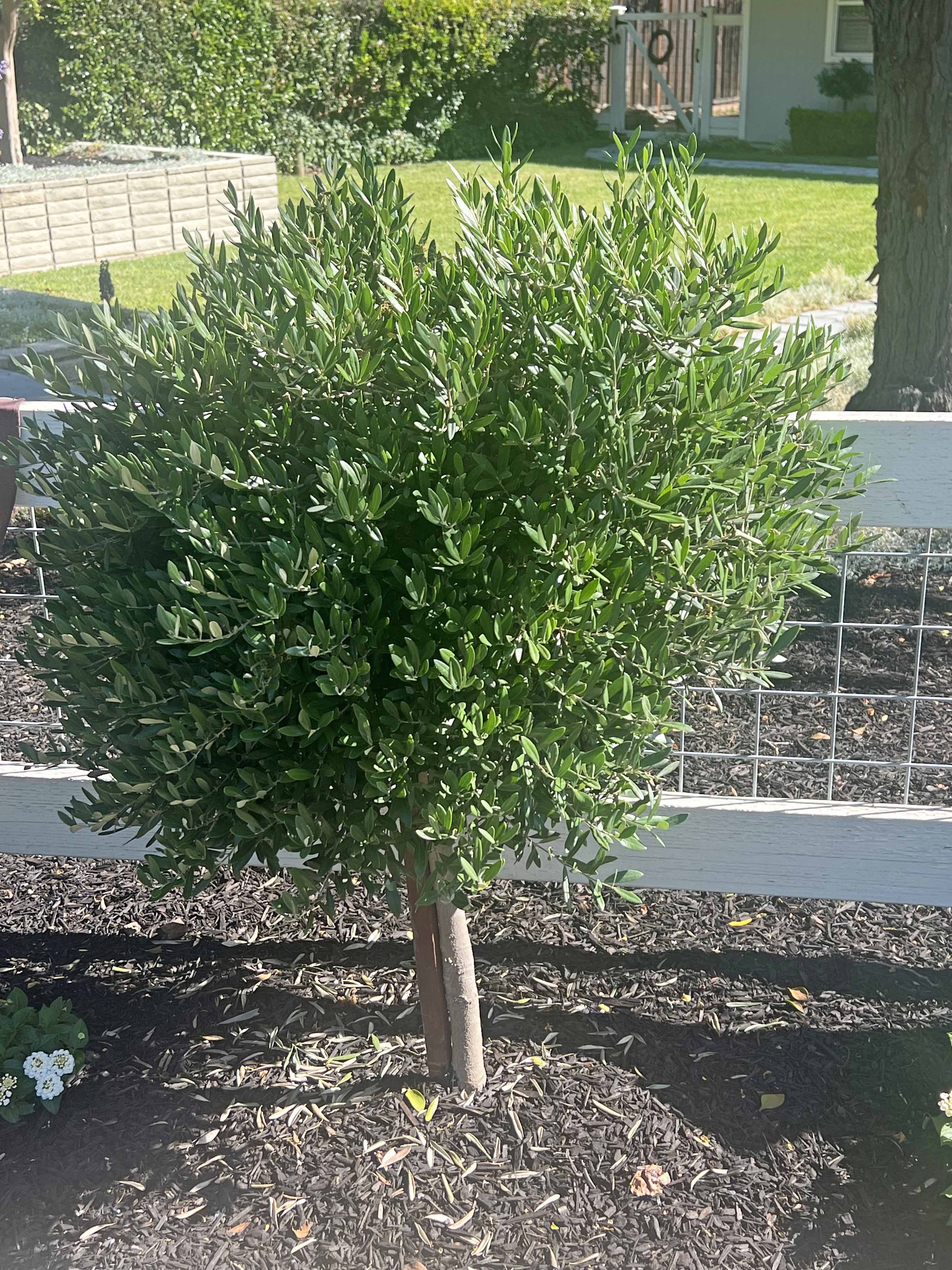 how to prune an olive tree topiary
