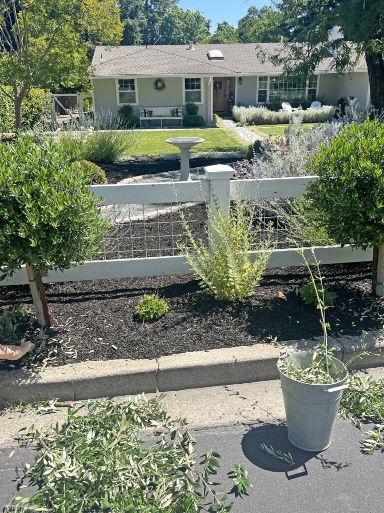 how to prune an olive tree topiary