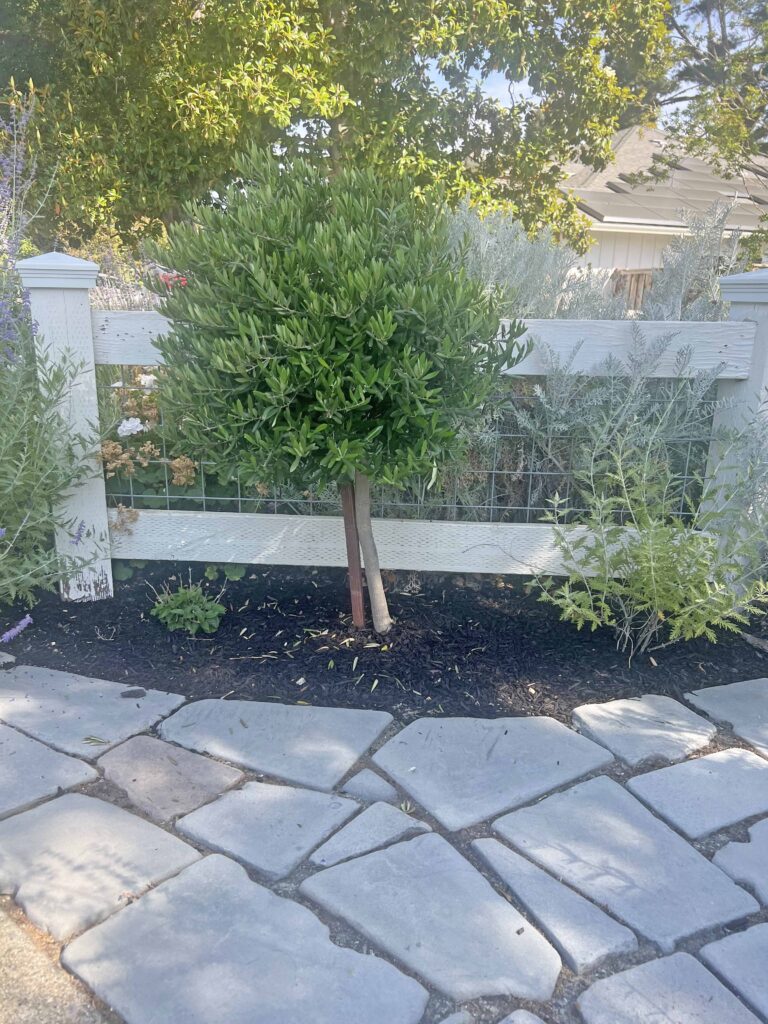 how to prune an olive tree topiary