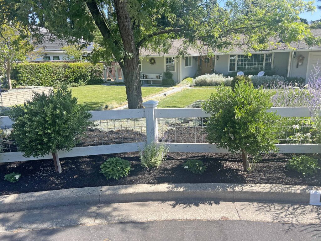 how to prune an olive tree topiary