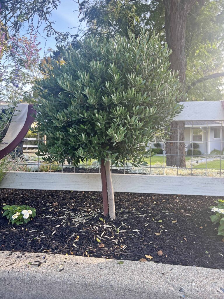 how to prune an olive tree topiary