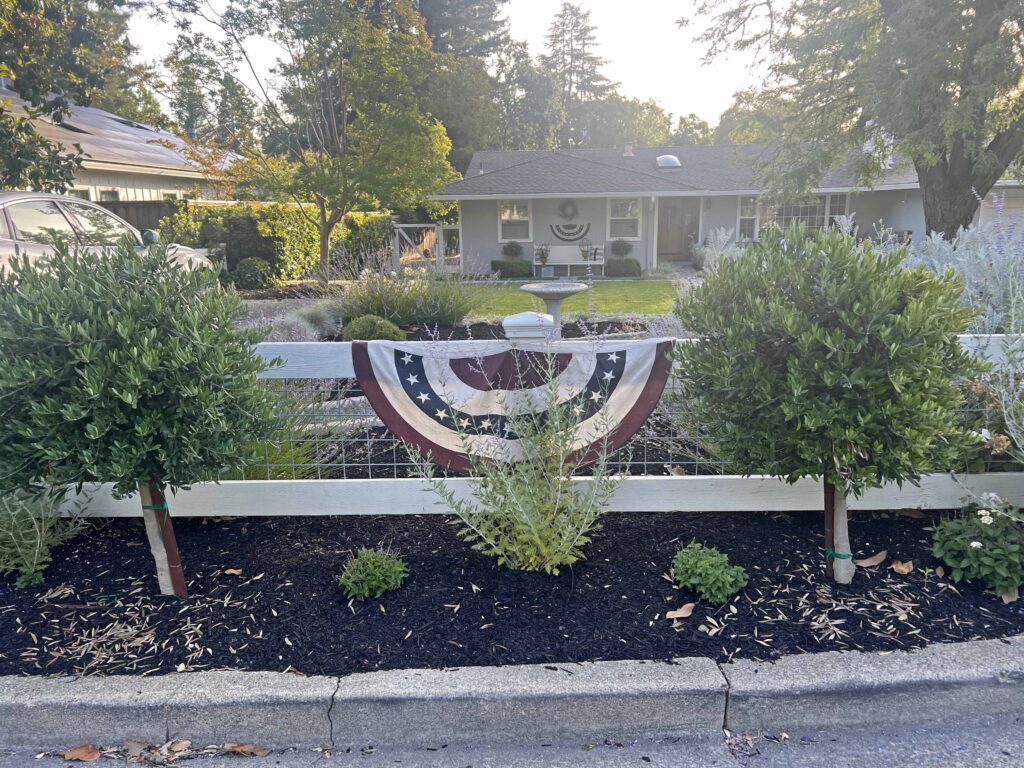 how to prune an olive tree topiary