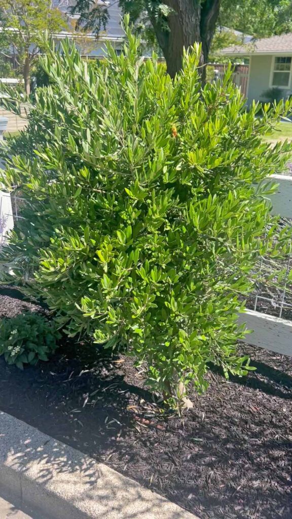 how to prune an olive tree topiary