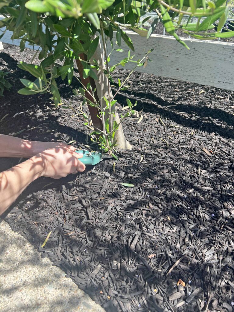 how to prune an olive tree topiary