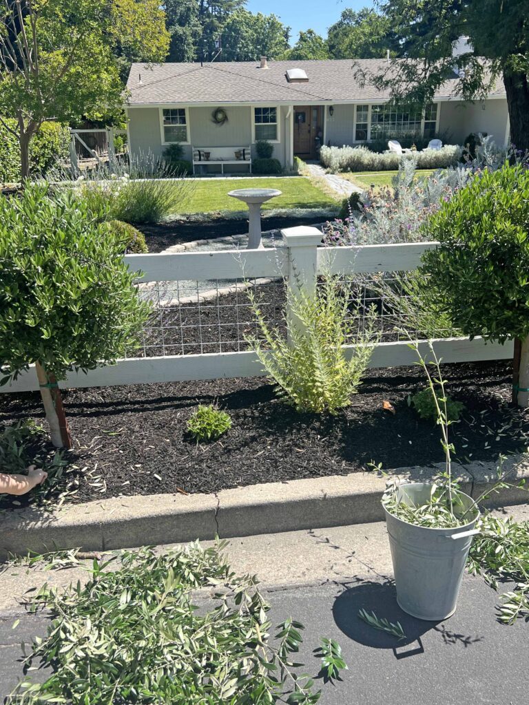 how to prune an olive tree topiary