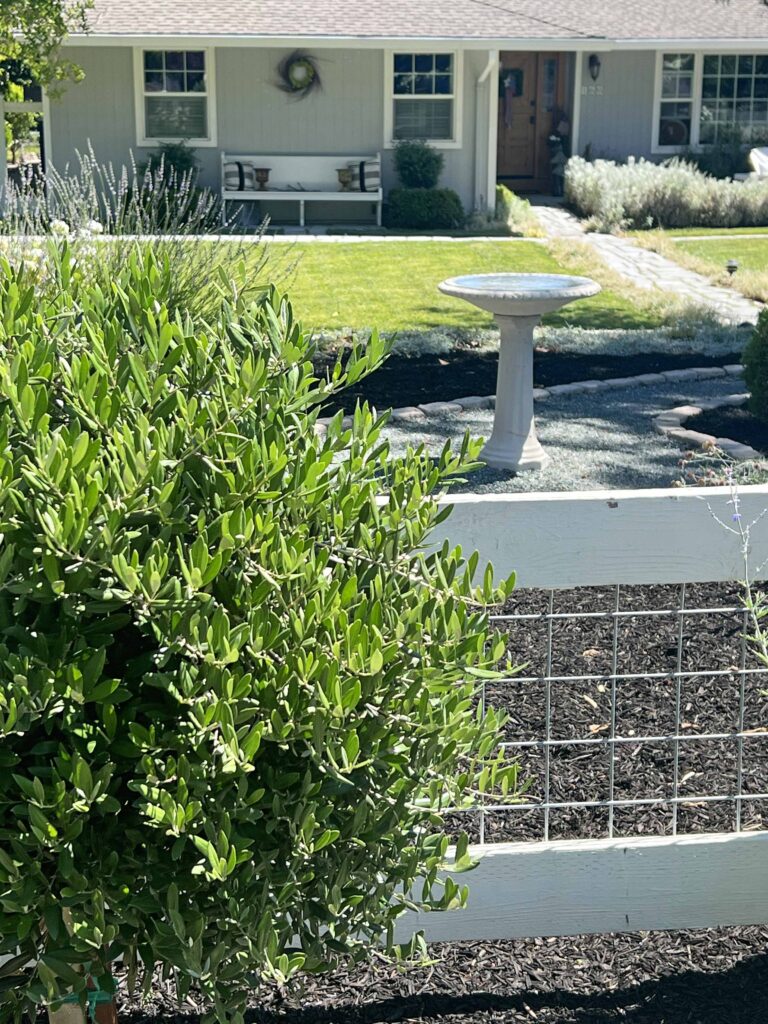 how to prune an olive tree topiary