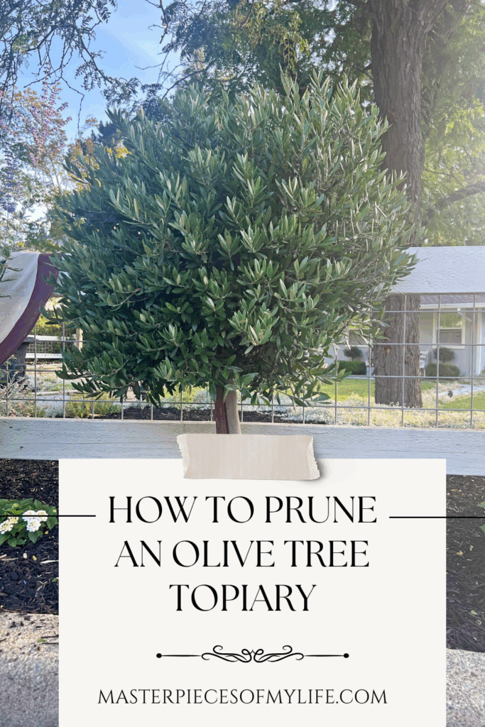 how to prune an olive tree topiary Pinterest