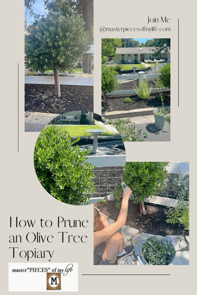 how to prune an olive tree topiary Pinterest